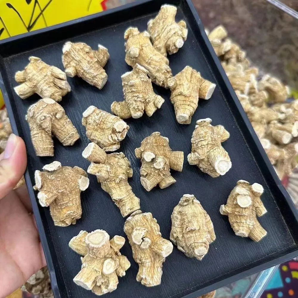 جينسينج كندي مستورد أصلي، حبوب كاملة، رأس جينسينج، للشوربة ونقع الماء