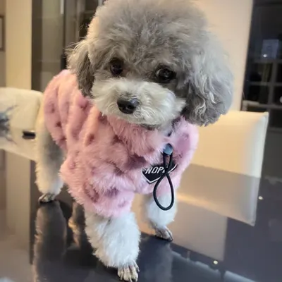 Roupa para cachorro pequeno de outono e inverno, quente e espessa, para animais de estimação Bichon, Pomerânia, Teddy, Yorkshire Terrier, suéter de pelúcia para cachorro pequeno da moda