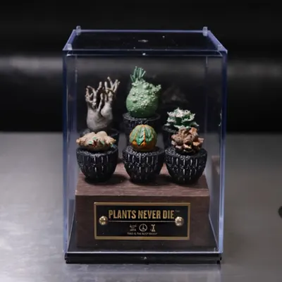 Original Caudex växtminiatyrmodell handgjord tygboll