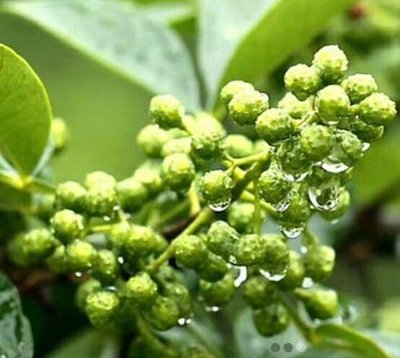 Ganshuyang Herbal Liver Protector | Herbal + Nutritional Duo for Gentle Healing of Damaged Liver